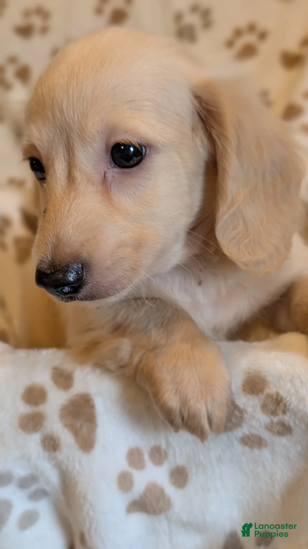 Miniature Dachshund dogs for sale: Spook tacular - Ad 2