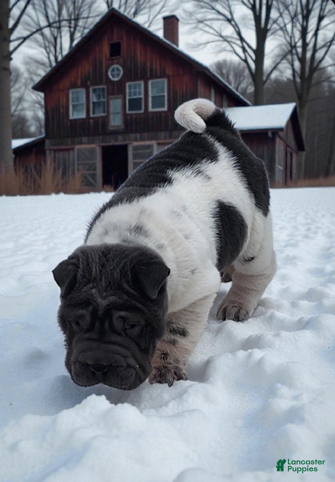 Shar Pei dogs for sale: Bluebelle blue flower mini  - Ad 4
