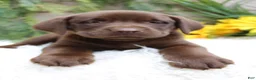 Labrador Retriever dogs for sale: Quincy - Ad 4