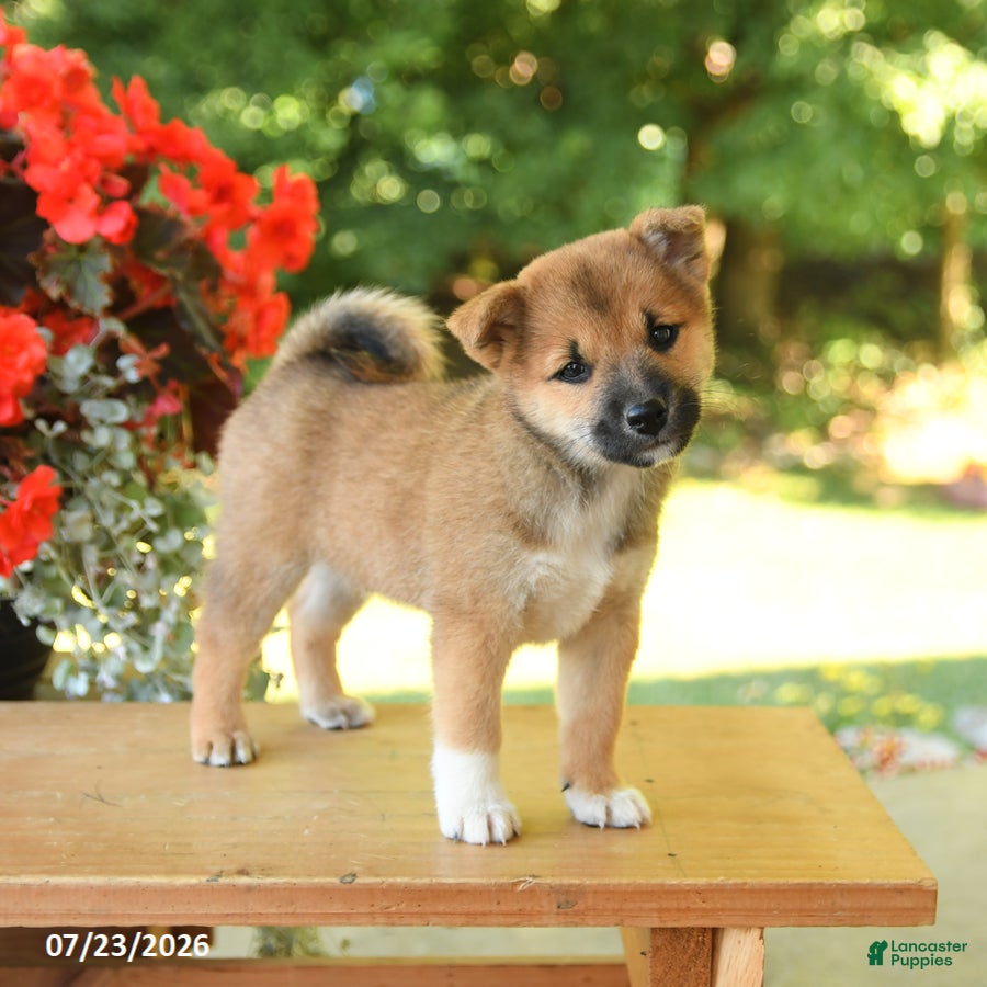 Shiba Inu dogs Karmel - Ad 1