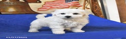 Bichon Frise dogs for sale: Belle - Ad 1