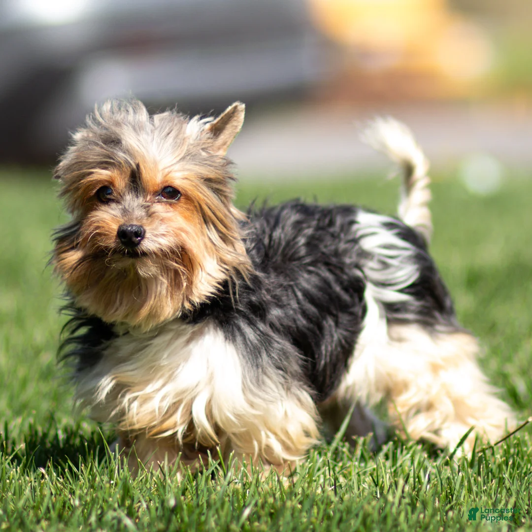 Biewer Terrier dogs for sale: Joey Biewer Terrier Puppy  - Ad 6