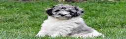Newfypoo dogs for sale: Polly - Ad 7