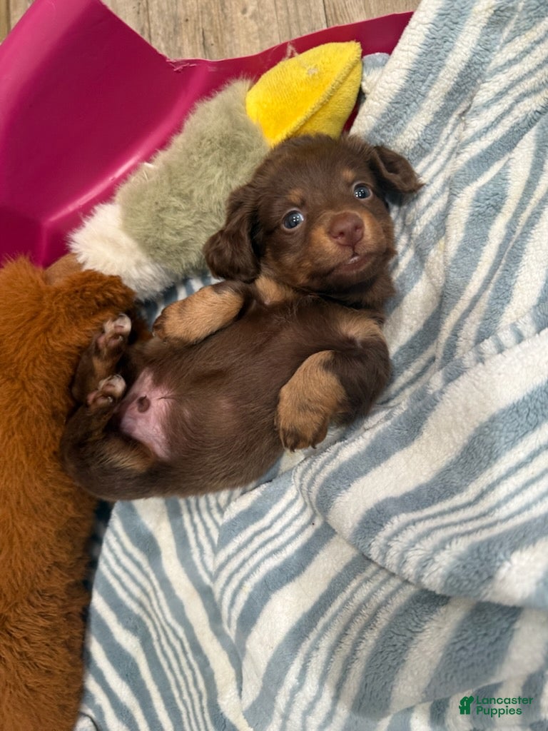 Miniature Dachshund dogs for sale: Molly_Female - Ad 2