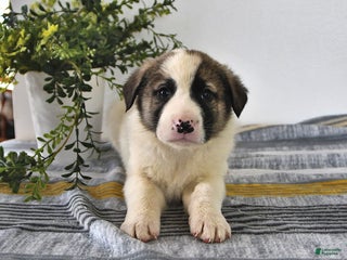 Mixed Breed dogs Ribsy - Ad 3