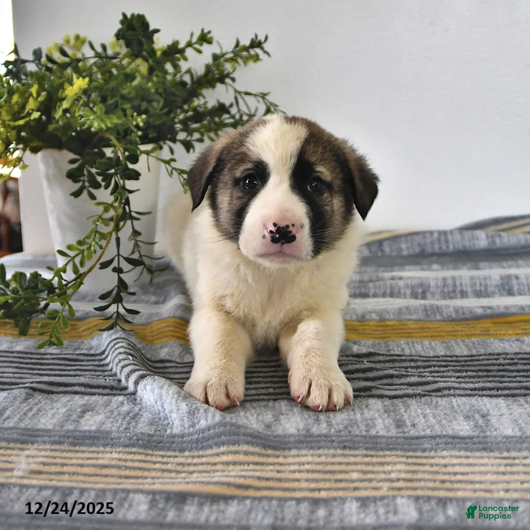 Mixed Breed dogs for sale: Ribsy - Ad 6