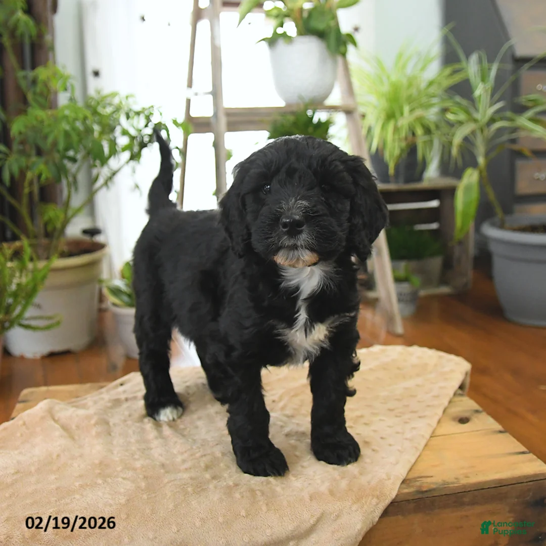Bernedoodle dogs for sale: Luna   - Ad 1