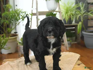 Bernedoodle dogs for sale: Luna - Ad 1