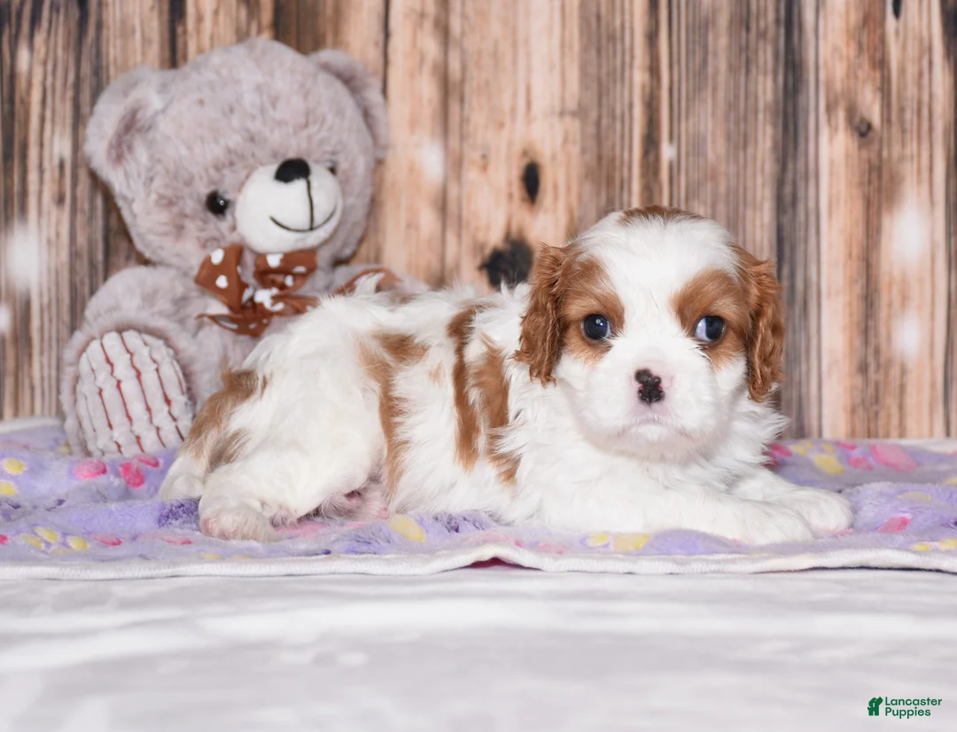 Cavalier King Charles Spaniel dogs for sale: Carl - Ad 2