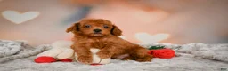 Toy Poodle dogs for sale: Archie  - Ad 5