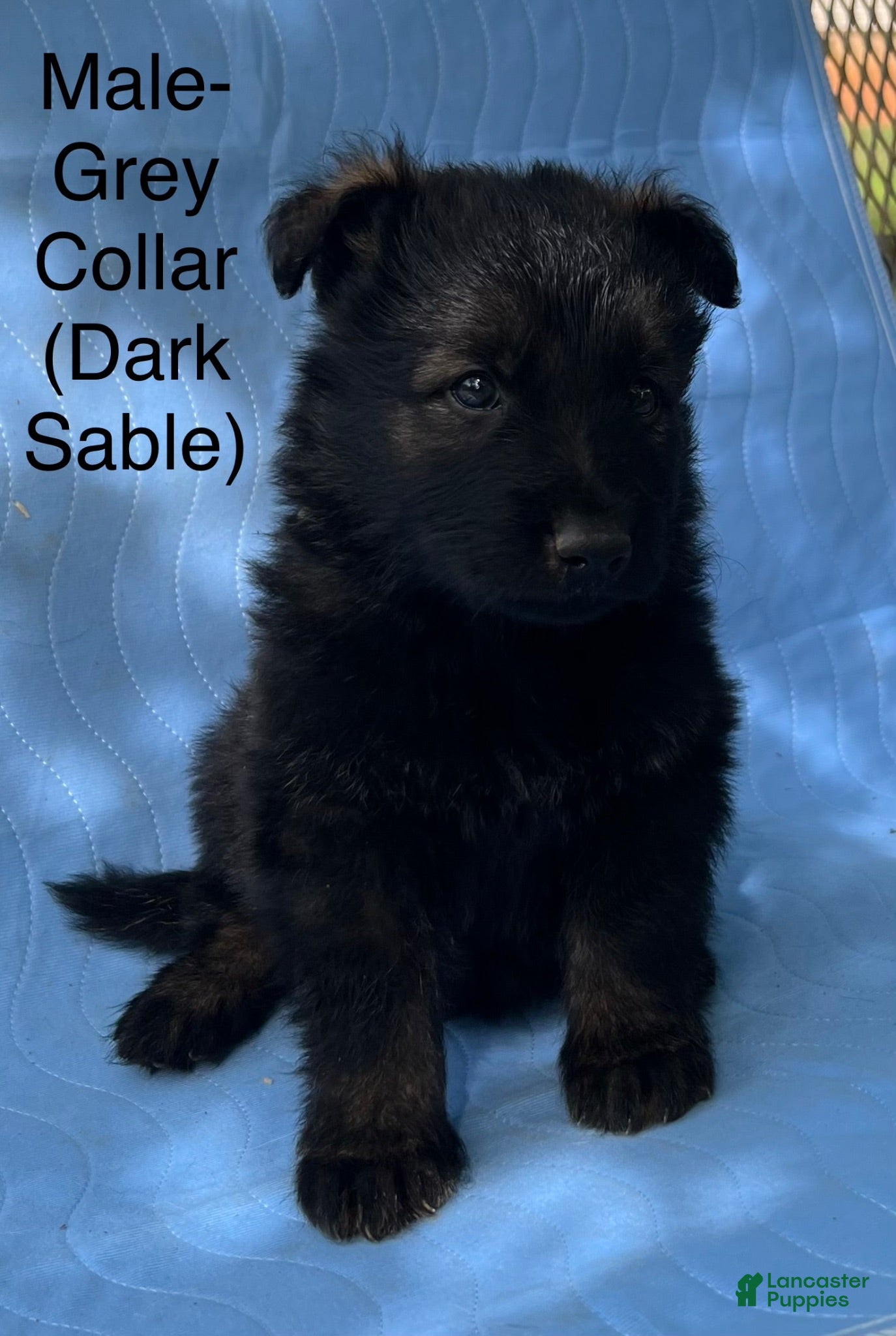German Shepherd dogs German Shepherd Puppy 6 - Ad 36