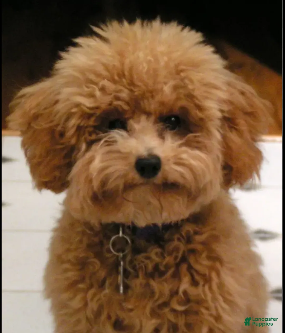 Shihpoo dogs for sale: hambone - Ad 8