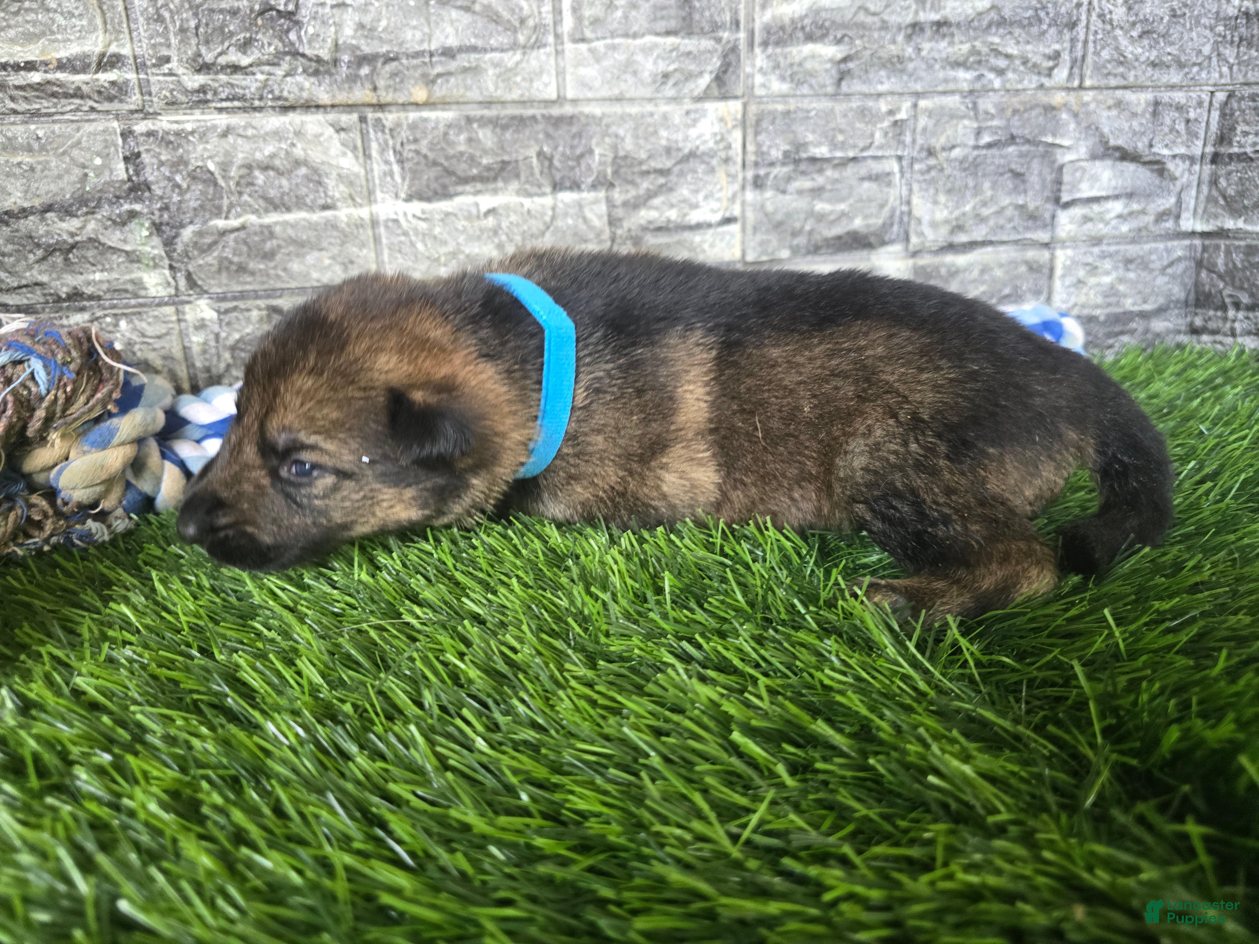 German Shepherd dogs German Shepherd 1 - Ad 13