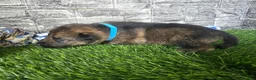 German Shepherd dogs for sale: German Shepherd 1 - Ad 1