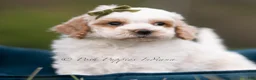 Maltipoo dogs for sale: Dash - Ad 5