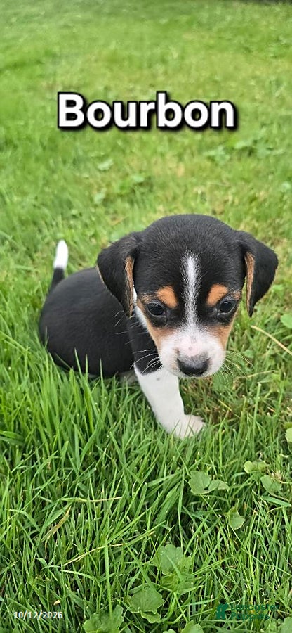 Mixed Breed dogs for sale: Bourbon - Ad 1