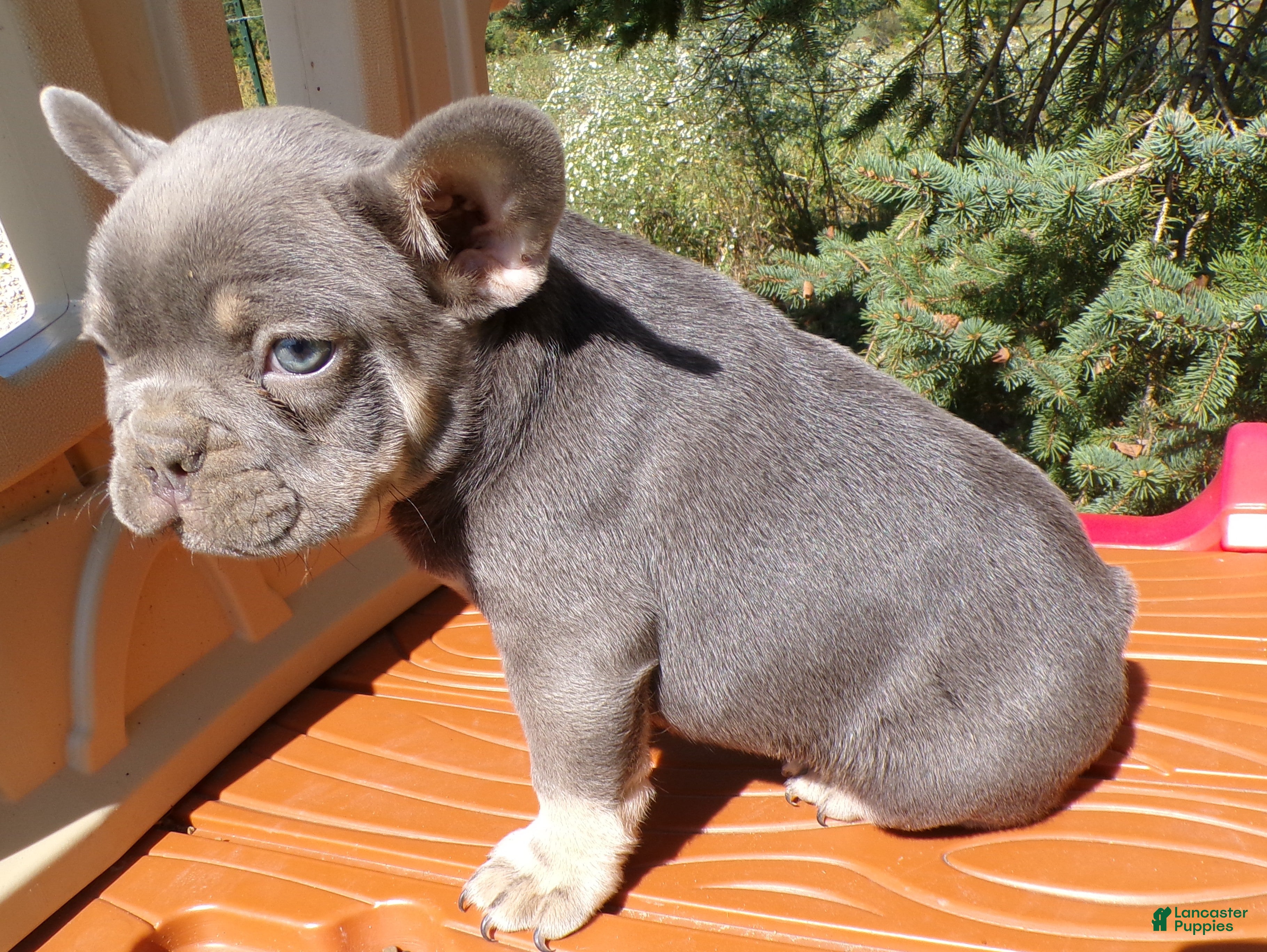 French Bulldog dogs French Bulldog Puppy 2 Rochester - Ad 1