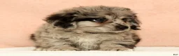 Mini Aussiedoodle dogs for sale: Moose - Ad 6