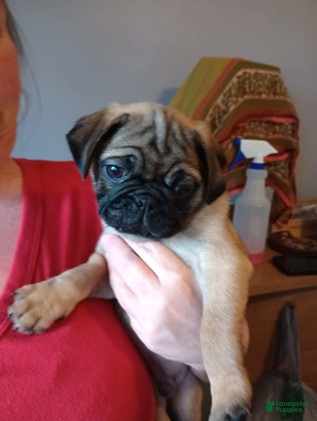 Pug dogs for sale: Pug Puppy 3 dark blue wrinkles - Ad 2