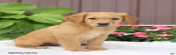 Golden Retriever dogs for sale: Tasha - Ad 4