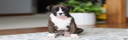 Boxer dogs for sale: Jan - Ad 5