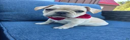 French Bulldog dogs for sale: Princess Leia  - Ad 11