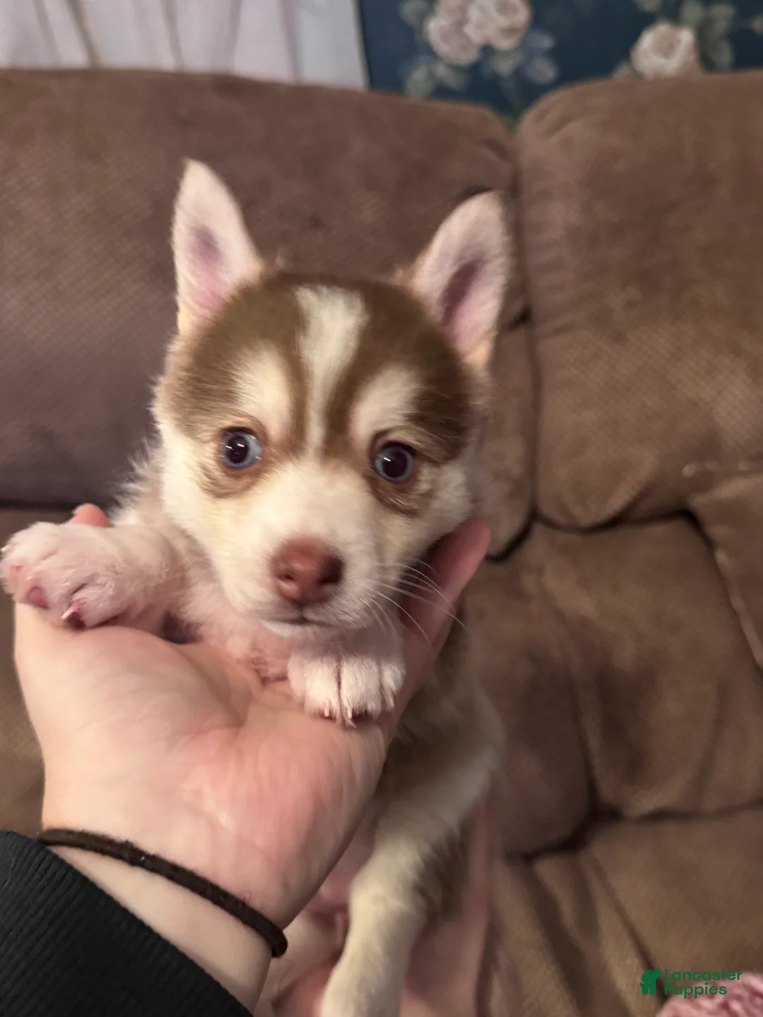 Pomsky dogs for sale: Pomsky Puppy 3 - Ad 3