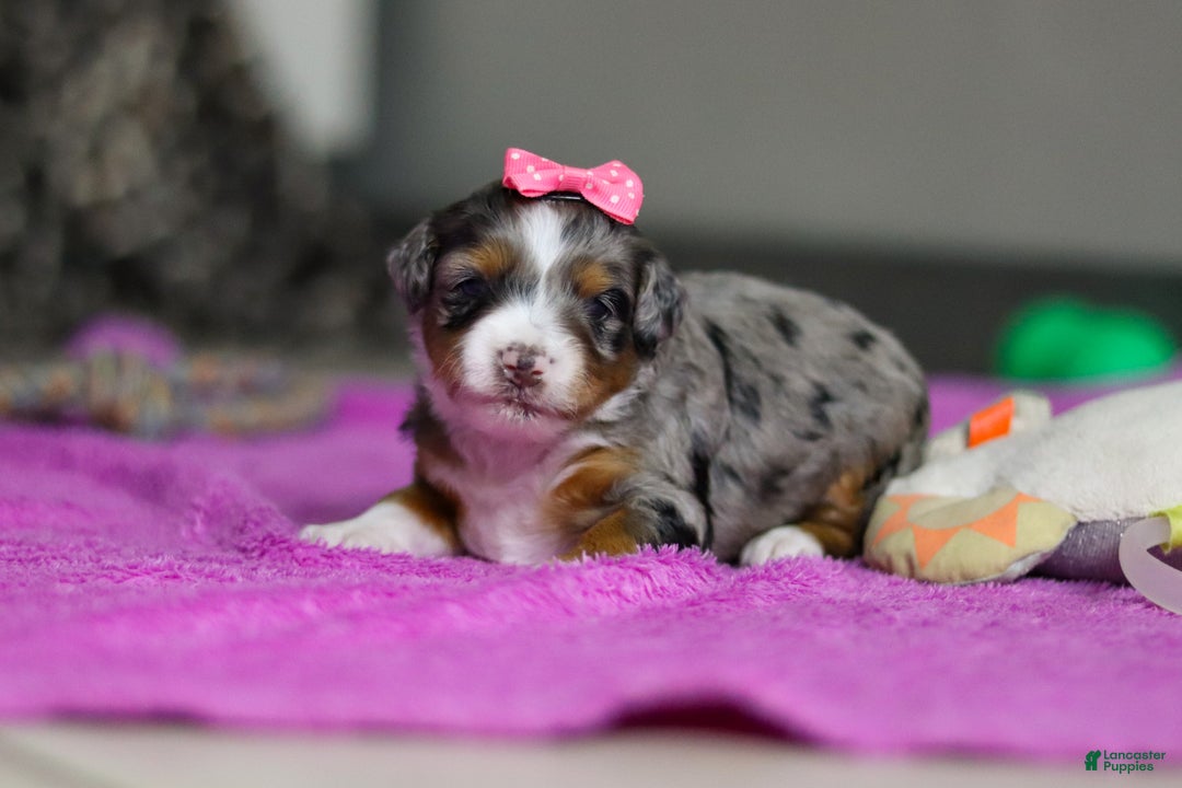 Mini Bernedoodle dogs for sale: Dahlia — Female — $2499 - Ad 5