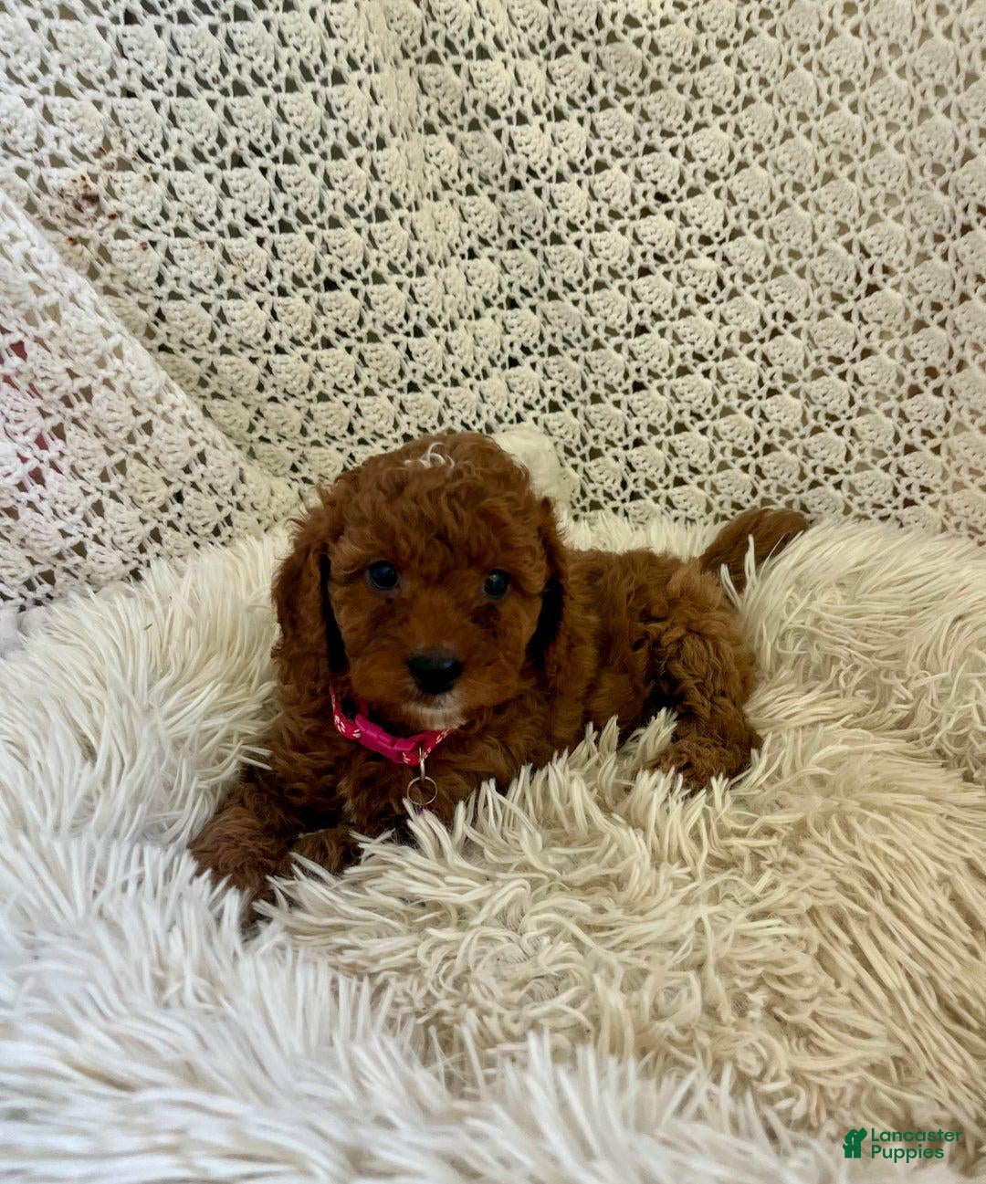 Cavapoo dogs for sale: Molly - Ad 3