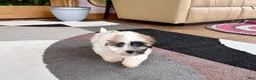 Mixed Breed dogs for sale: Lhasa/Coton male 1 - Ad 3