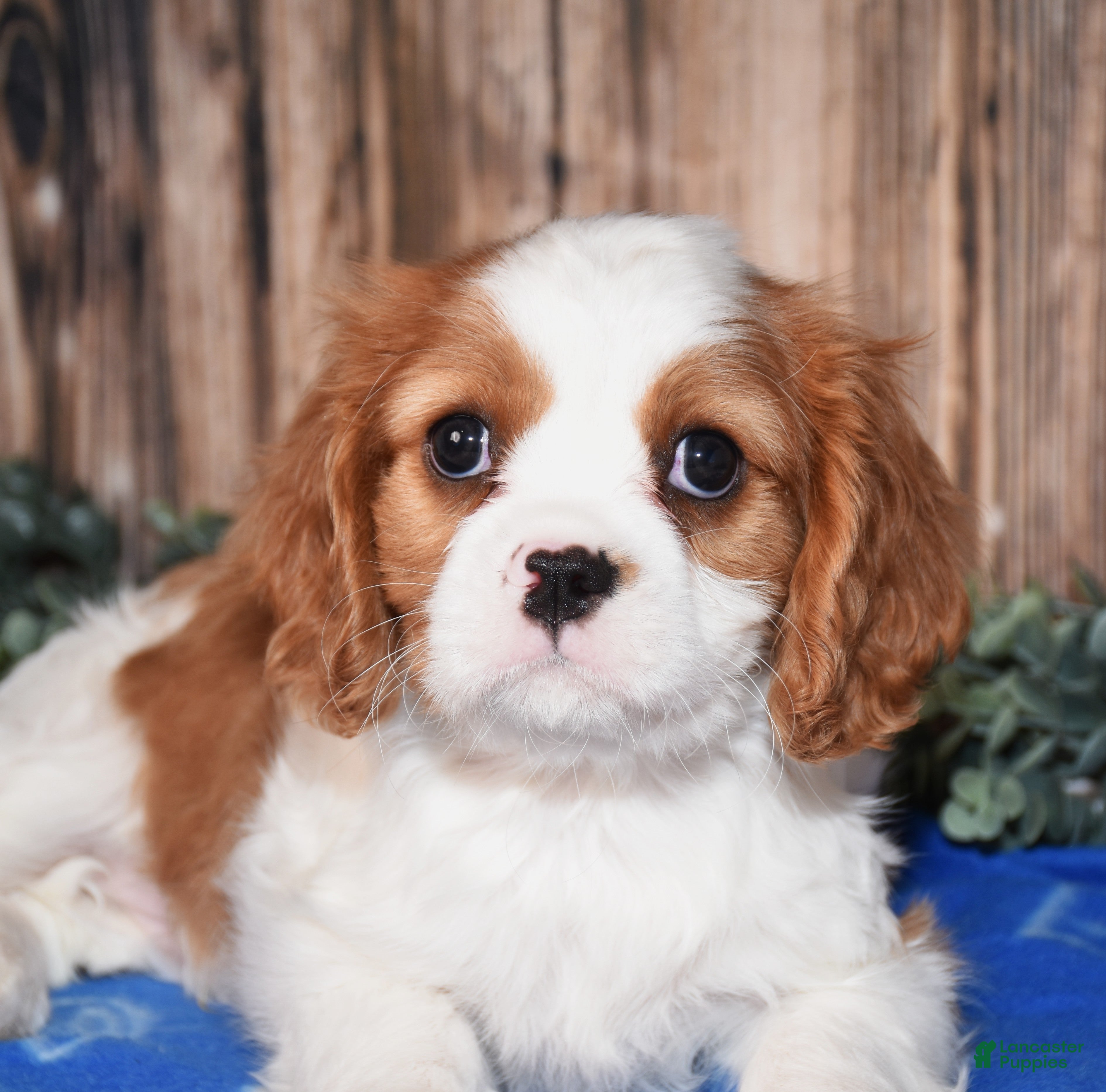 Cavalier King Charles Spaniel dogs Alfi - Ad 2