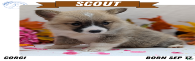 Scout