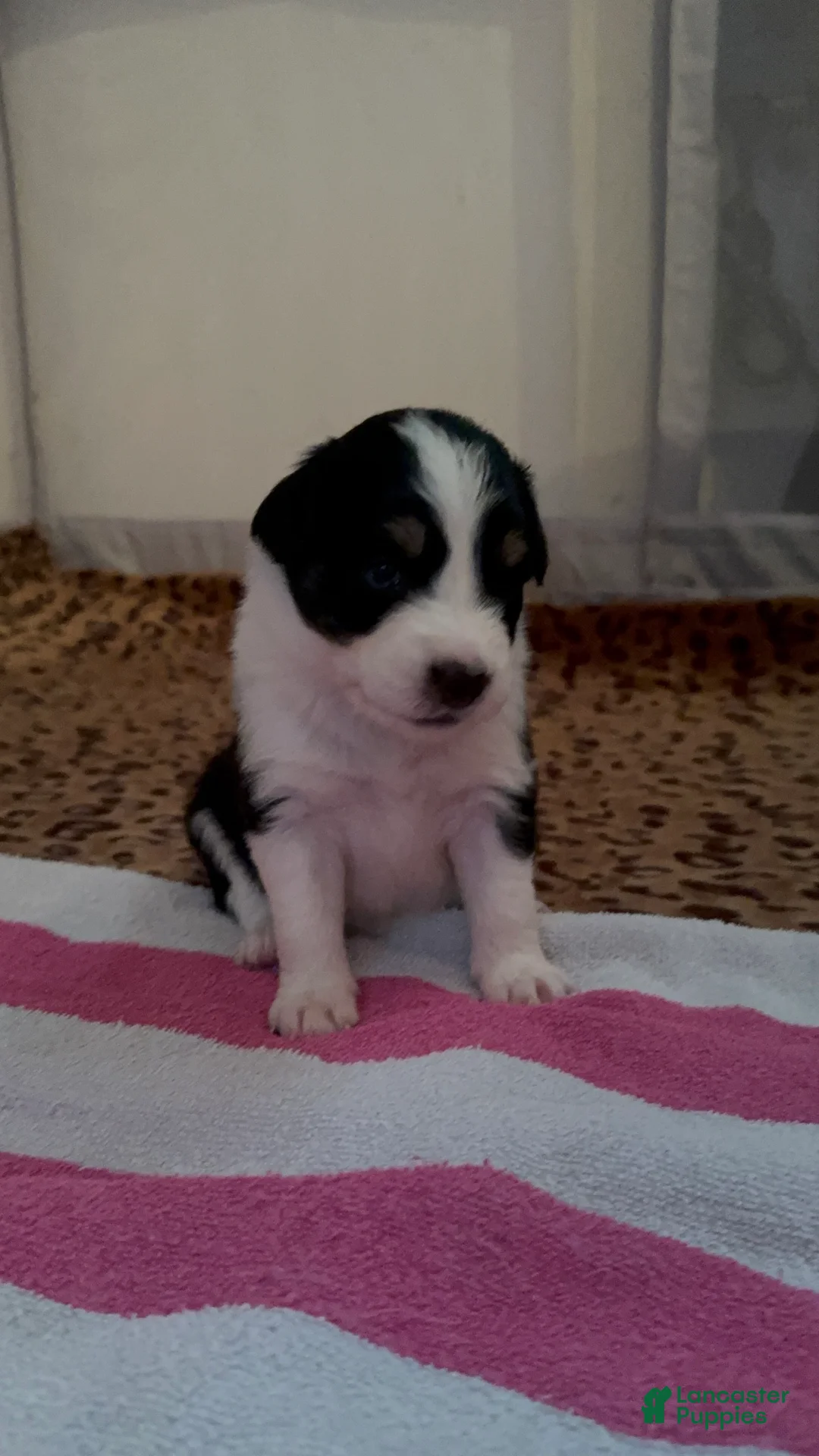 Mixed Breed dogs for sale: Oreo - Ad 2