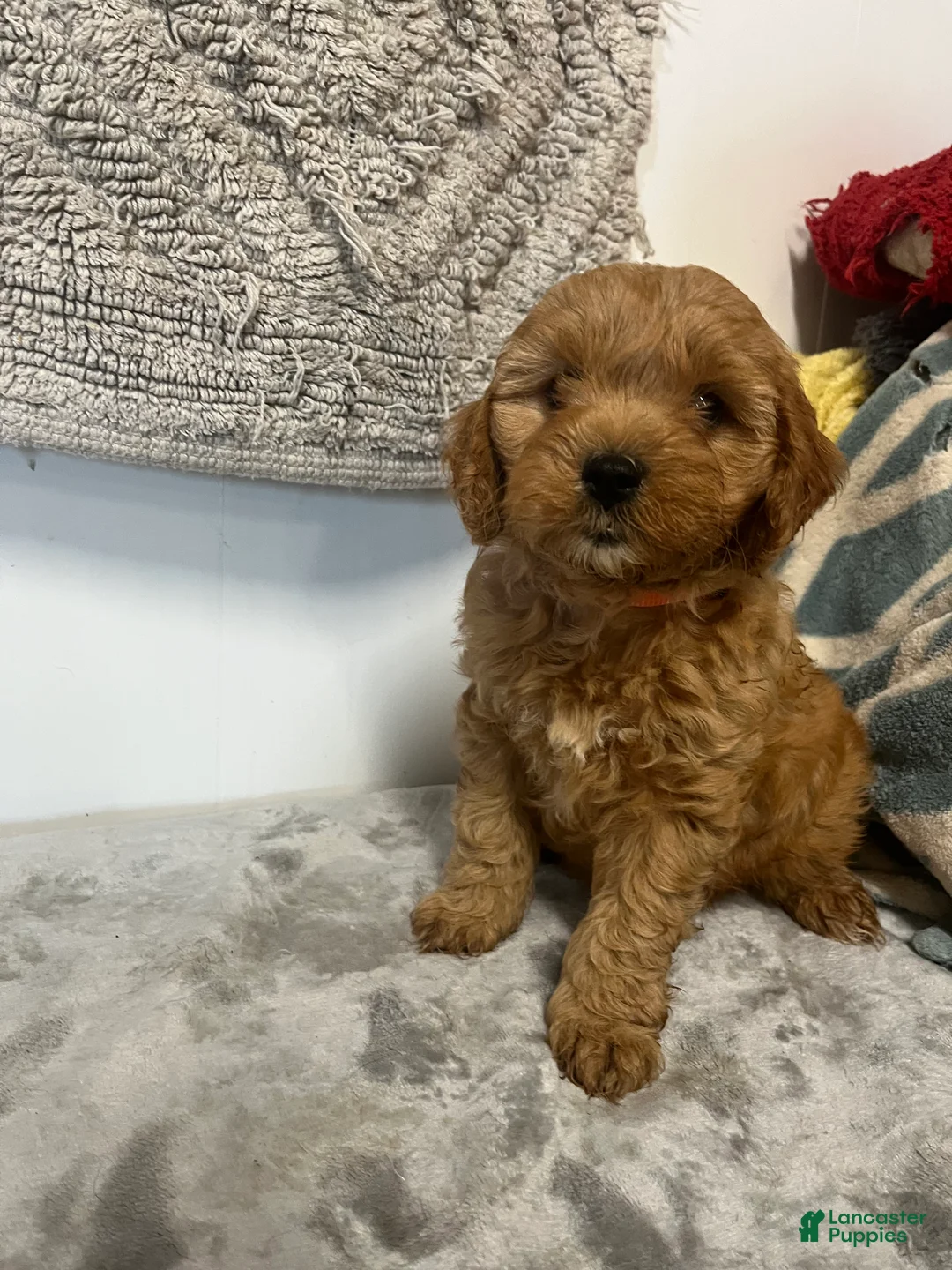 Cavapoo dogs for sale: Jane - Ad 1