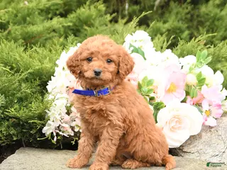 Mini Goldendoodle dogs for sale: Sunshine - Ad 1