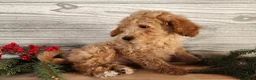 Mini Goldendoodle dogs for sale: Dover - Ad 18