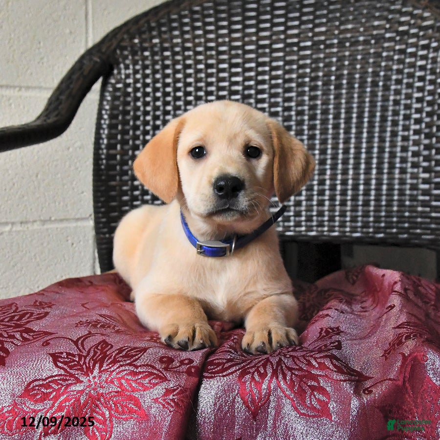Labrador Retriever dogs Buttercup - Ad 14