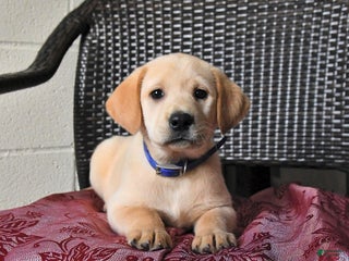 Labrador Retriever dogs Buttercup - Ad 2