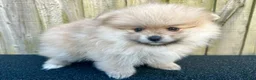 Pomeranian dogs for sale: Kayla - Ad 4