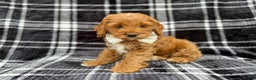 Cockapoo dogs for sale: Cupid - Ad 6