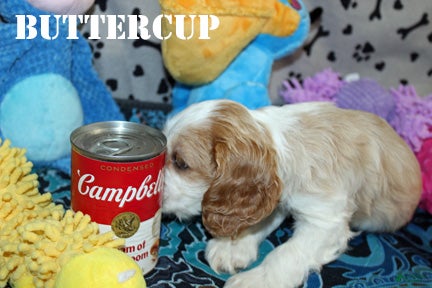 Cocker Spaniel dogs for sale: Buttercup - Ad 2