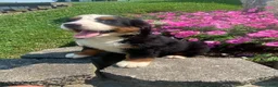 Bernese Mountain Dog dogs for sale: Rosie - Ad 8