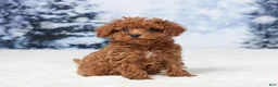 Toy Poodle dogs for sale: Angel - Ad 2