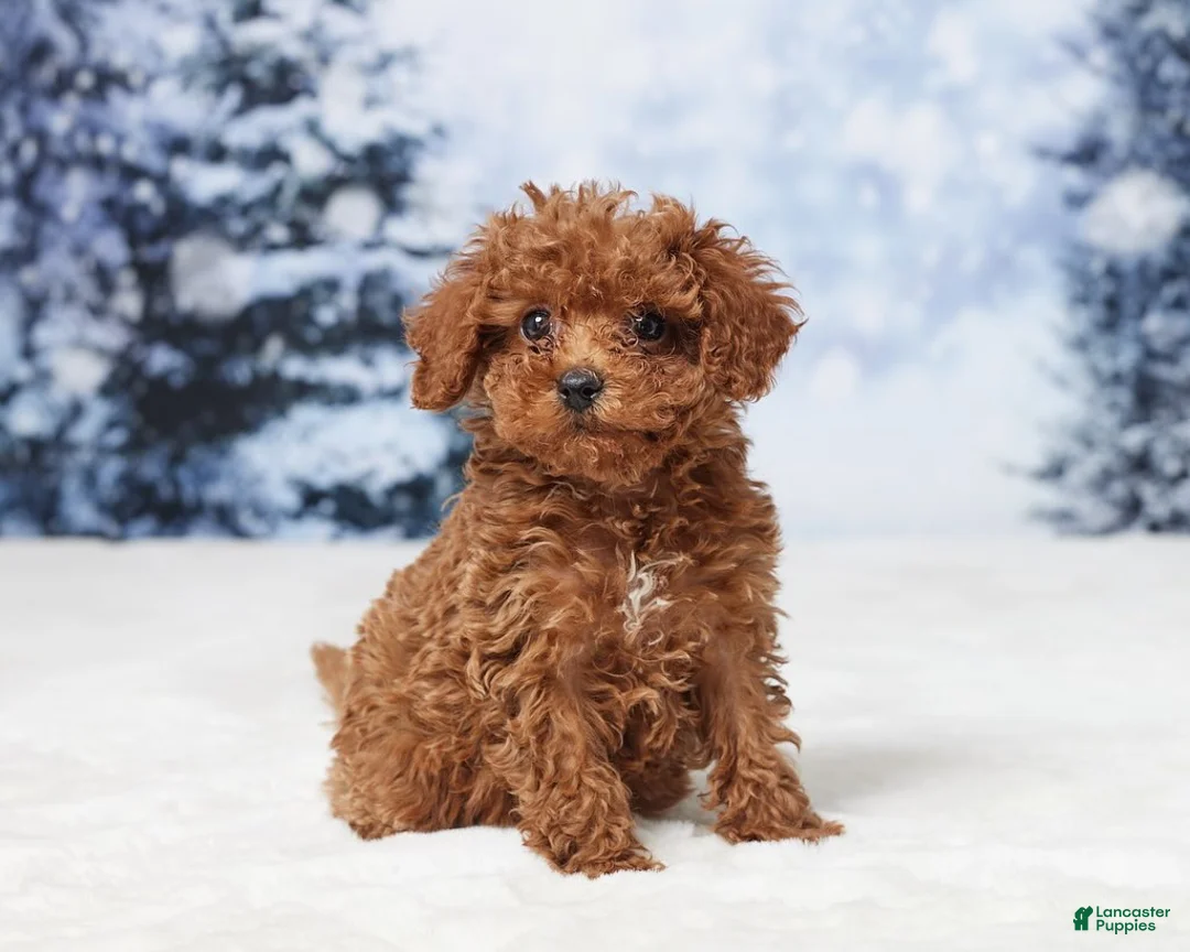 Toy Poodle dogs for sale: Angel - Ad 2