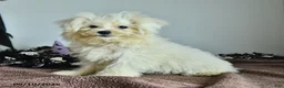Pomapoo dogs for sale: Hermione - Ad 4