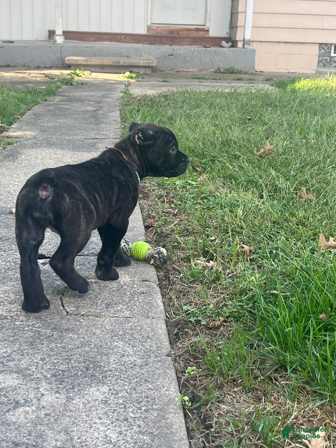 Cane Corso dogs for sale: Curry - Ad 7