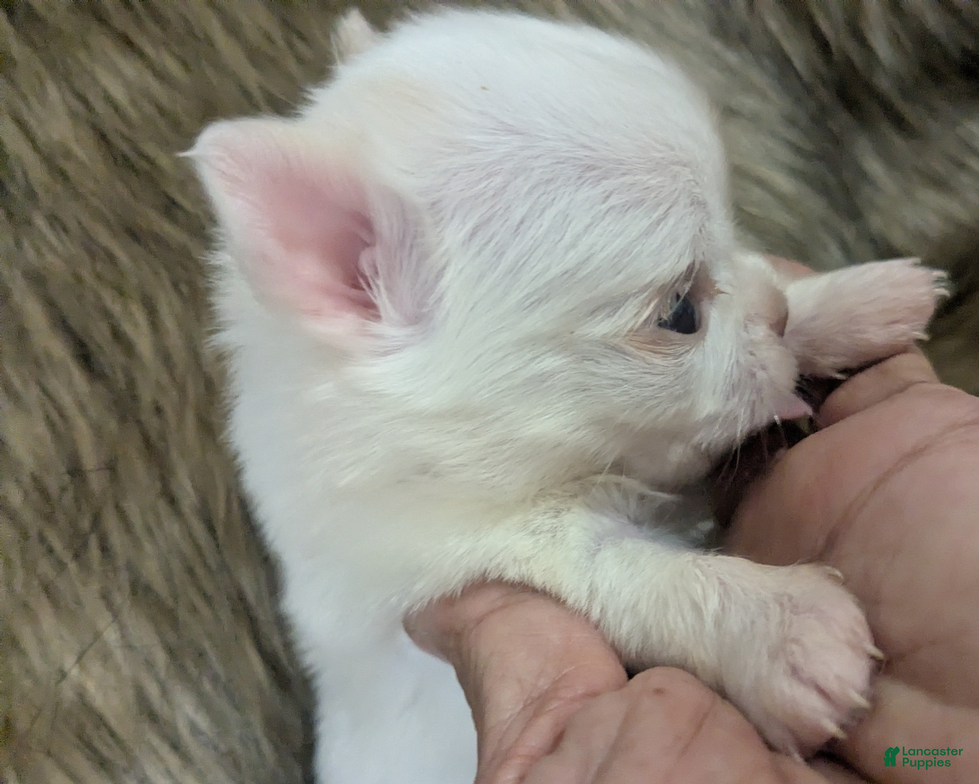 Chihuahua dogs Priscilla LC  Apple Head   - Ad 14
