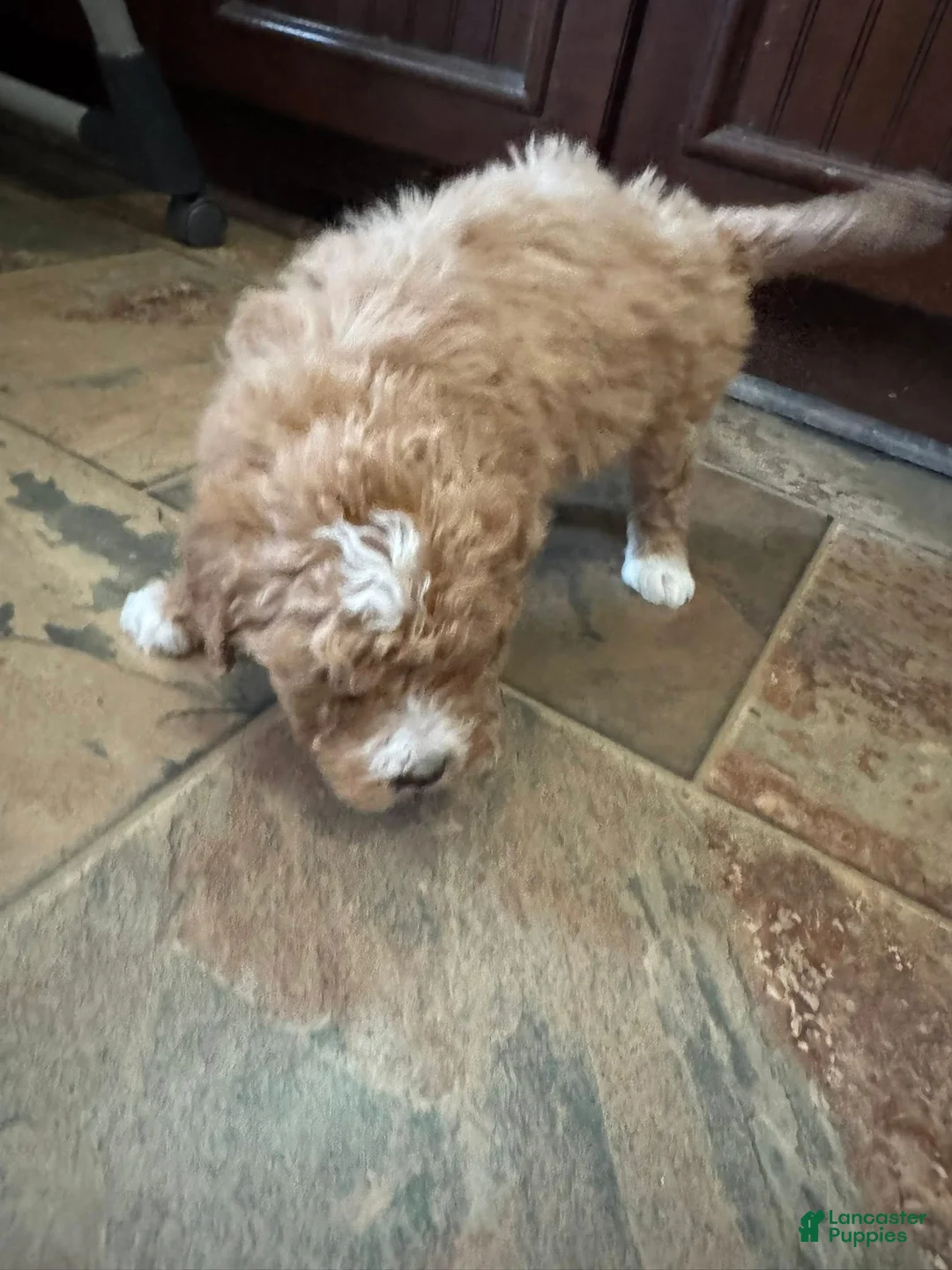Bernedoodle dogs for sale: mini Bernedoodle Puppy 1 white - Ad 2