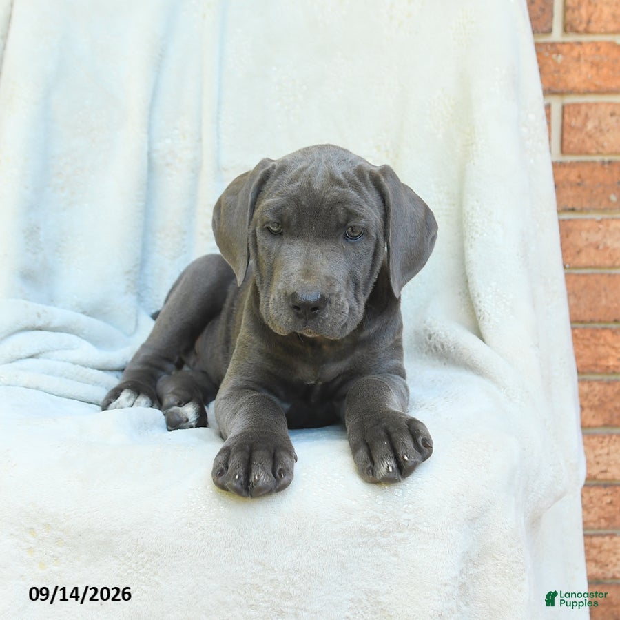 Cane Corso dogs Bluebell - Ad 2