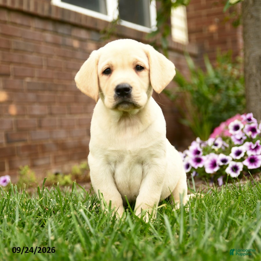 Cooper